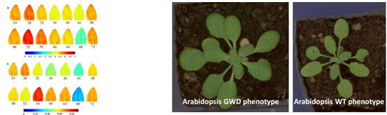 拟南芥植物表型成像