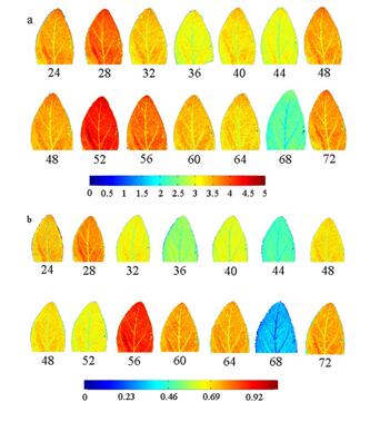 叶片表型成像（叶绿素a和叶绿素b）