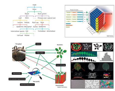 植物表型成像分析系统流程图