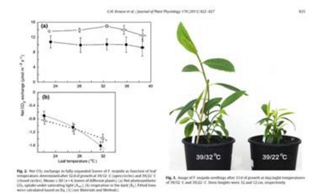 植物材料和生长条件